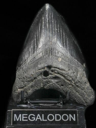 Bargain, Black, Fossil Megalodon Tooth #57447